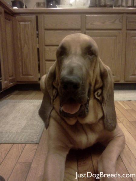 Clyde