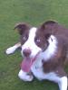 Alfie