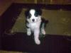 Molly