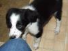 Bailey