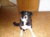 Lassie