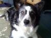Chessie