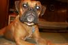 Mugsy
