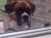 ROCCO