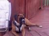 ROCCO