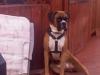ROCCO
