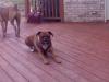 CAPONE