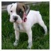 Carleigh