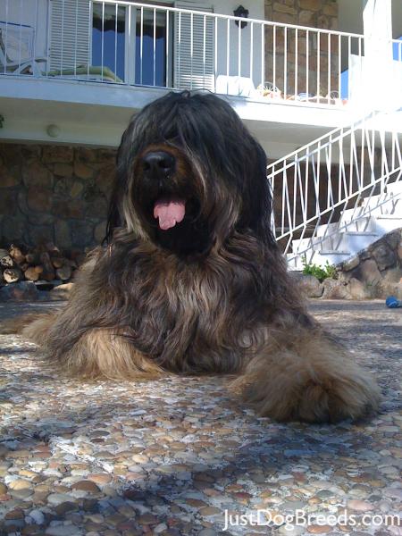 Puler