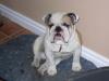 BUSTA