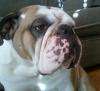 George (Georgie Porgie)