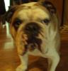 George (Georgie Porgie)