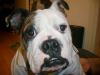 Rex