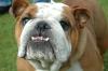 Milly