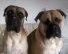 gus (left) apollo (right)
