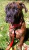 Hooch