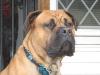 Cooper
