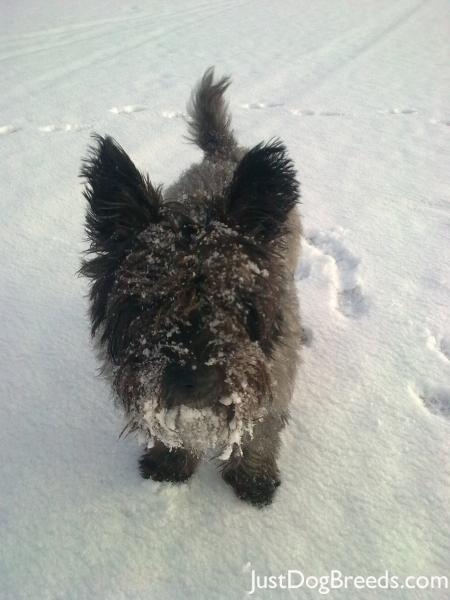 Monty