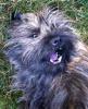 Finlay