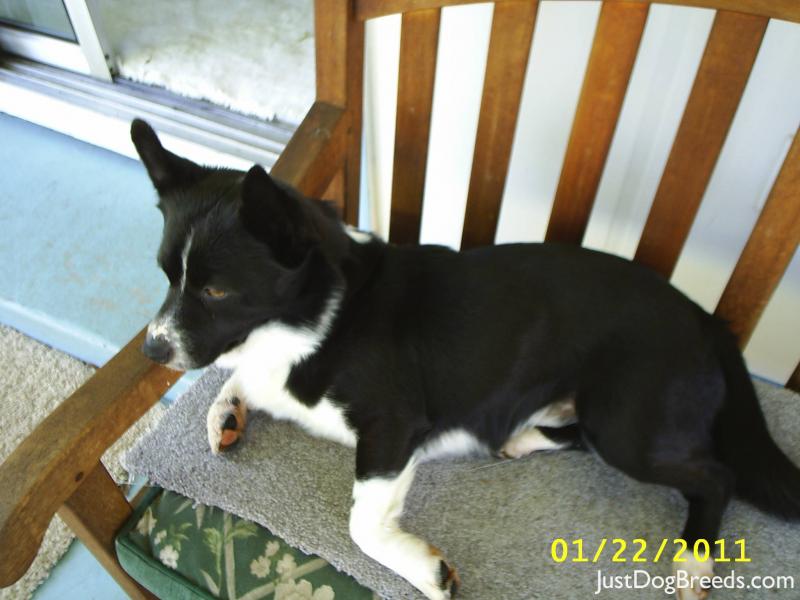 Buddy