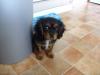 Toby