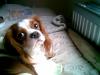 Chester