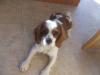 chester