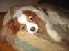 Mylo