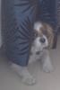 charlie