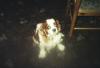 jake