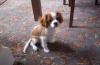 charlie