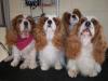 Natasha, Latecia, Tiffany, Meigan