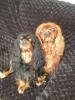 Ralph and sadie