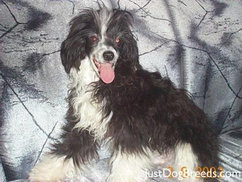 Unidog\'s Lil Buddy