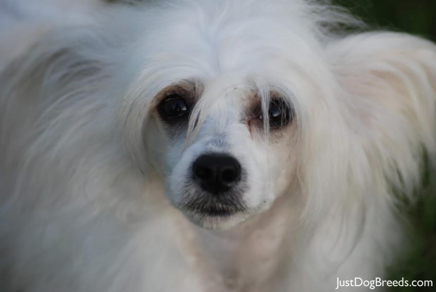 Bella