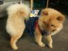 Coby