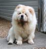 Hachi