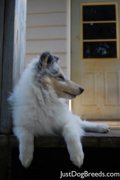 Sadie