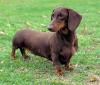 Romy