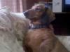 Baxter Bing