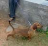 Scooby
