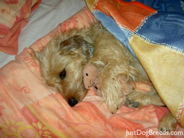 Scabbers