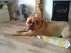 Tazz
