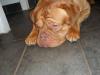 mylo