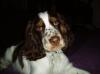 Buddy