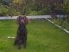Tess