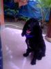 Blacki