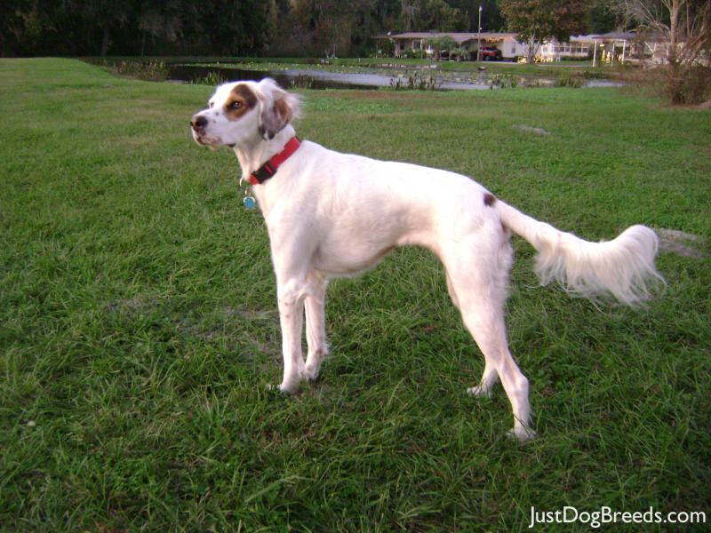 Holly