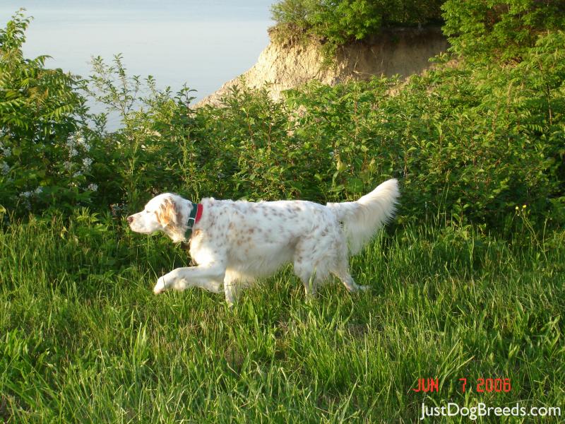 Lilly