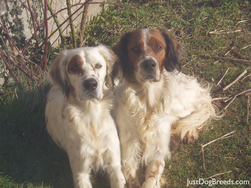 Max and Gus